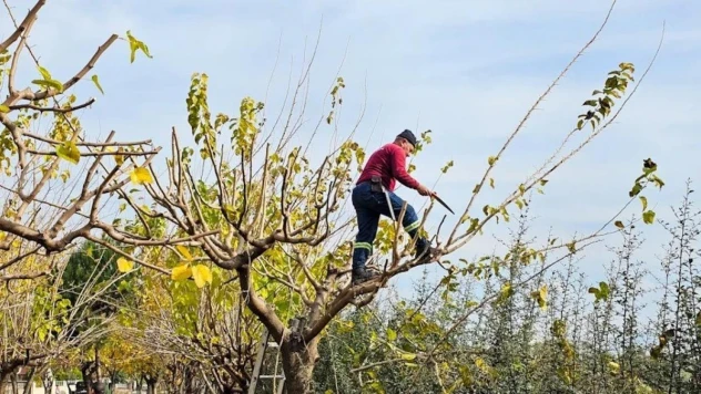 Köşk Belediyesi, yeşil alanların bakım çalışmalarını sürdürüyor