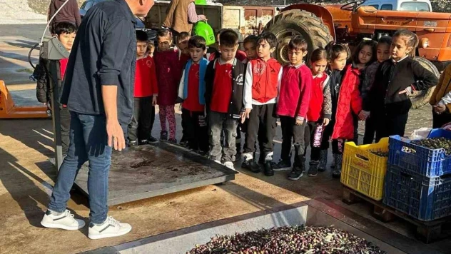 Köyceğiz'de öğrenciler zeytinden yağ çıkarılmasını gördü