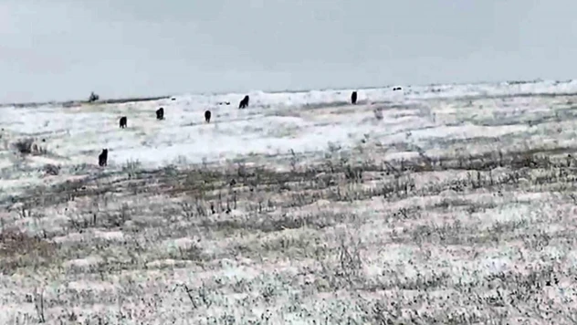 Köye inen kurt sürüsü korku ve paniğe neden oldu