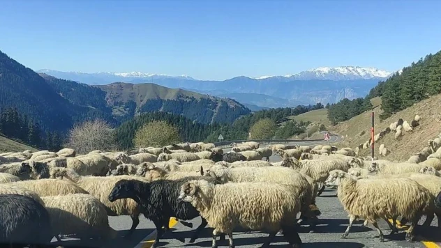 Koyun sürüsü karayolunu trafiğe kapattı