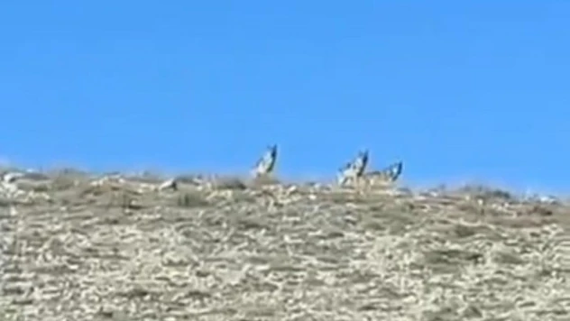 Koyun sürüsüne saldırmaya hazırlanan kurtları çiftçiler önledi