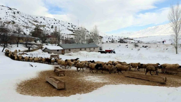 Koyunların kuzulama dönemi başladı