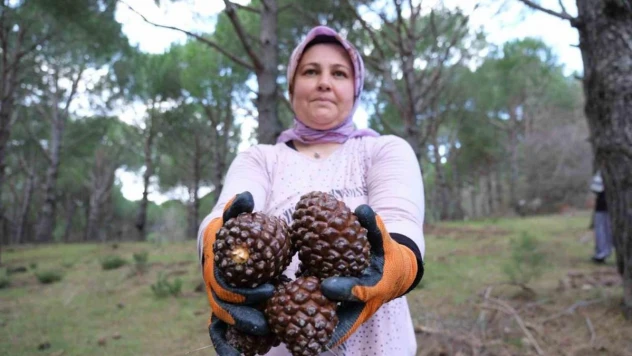 Kozalak verimi yüzde 20'den yüzde 60'a çıktı