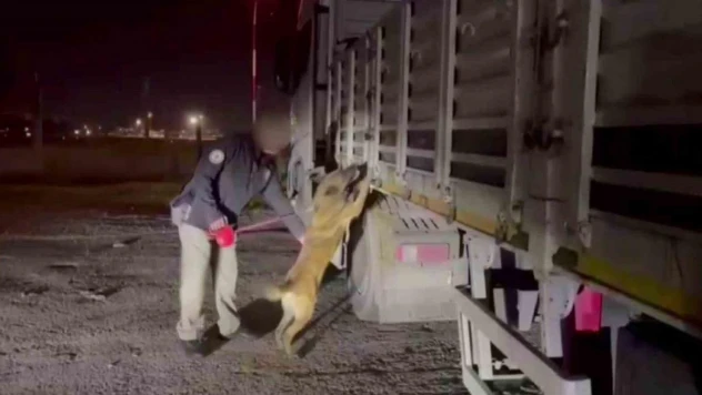 Küçükbaş hayvan yüklü tırın kasasından 122 kilo 'skunk' ele geçirildi