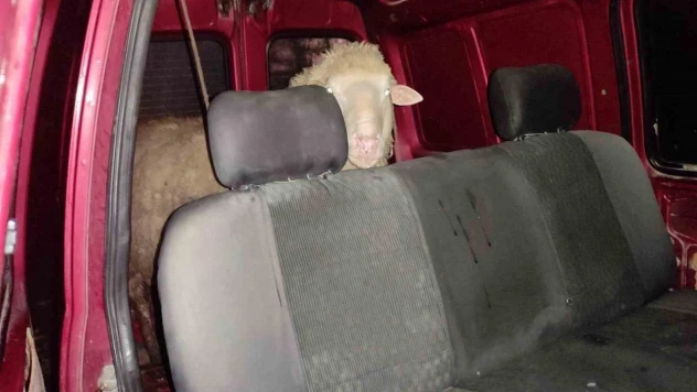 Küçükbaş hayvanı araca yükleyip kaçmaya çalışırken yakalandılar