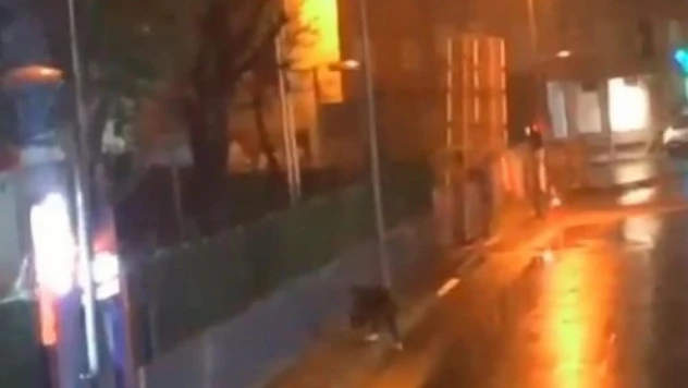 Küçükçekmece'de köpeği yere fırlatan şahıs yakalandı