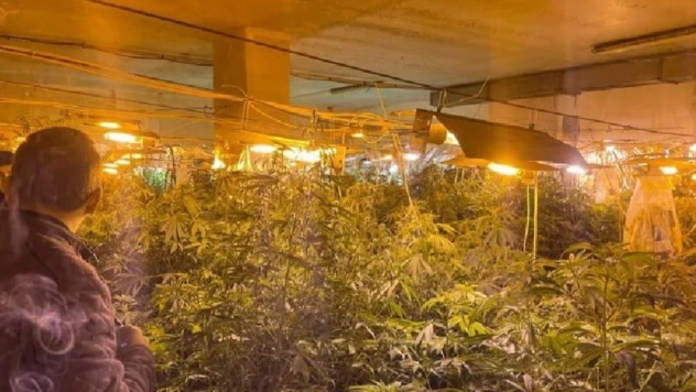 Kullanılmayan iş yerinde 500 kök Hint keneviri ele geçirildi