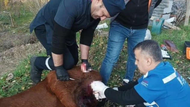 Kurtların saldırdığı at tedavi edildi