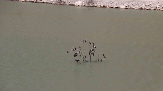 Kuruyan ağaç karabatak kuşlarına sığınak oldu