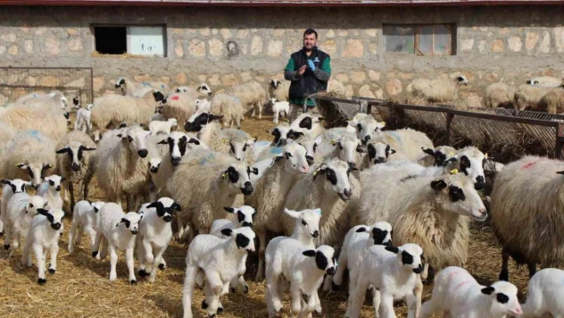 Kuzu doğumlarında üçüzler arttı, kış güneşi süt kuzularına yaradı