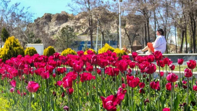 Laleler park ve bahçeleri renklendirdi