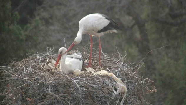Leylekler Beyşehir'deki yuvalarına gelmeye başladı