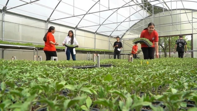 Liselilerin serada yetiştirdiği sebzeler sofrada