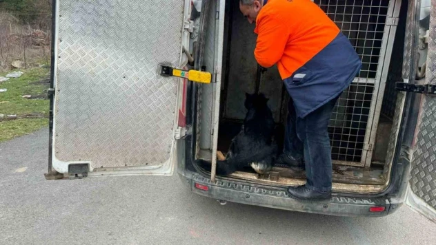 Mahalleli istedi başı boş köpekleri topladı, hayvan severlerle başı derde girdi