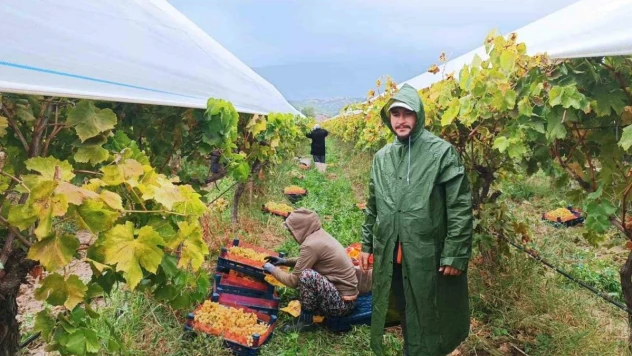 Manisa'da yağmur altında üzüm hasadı