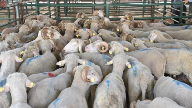 Manisalı üreticilere koç desteği geliyor