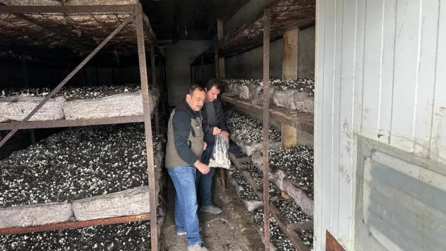 Mantar üretim alanlarından numune alındı