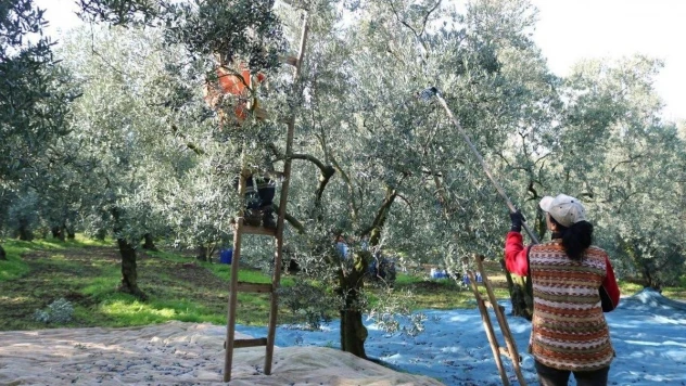 Marmarabirlik'ten ortaklarına 332 milyon liralık ödeme