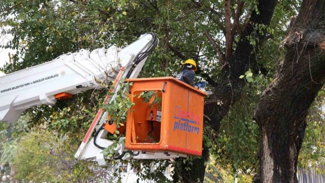 Marmaris'te bitkilere kış bakımı