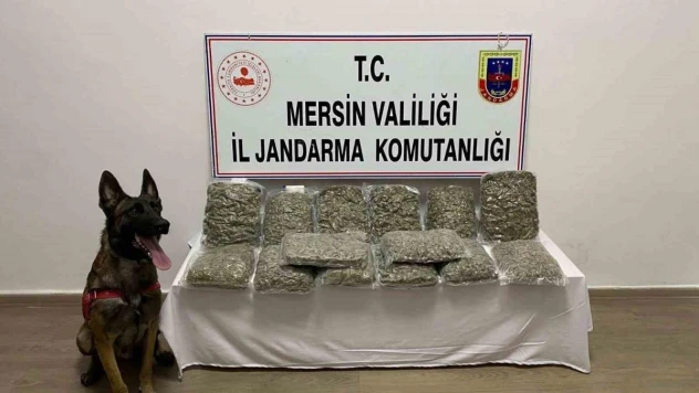 Mersin'de 14 kilo 200 gram skunk ele geçirildi
