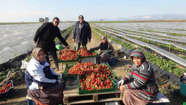 Mersin'de örtü altında çilek hasadı sürüyor