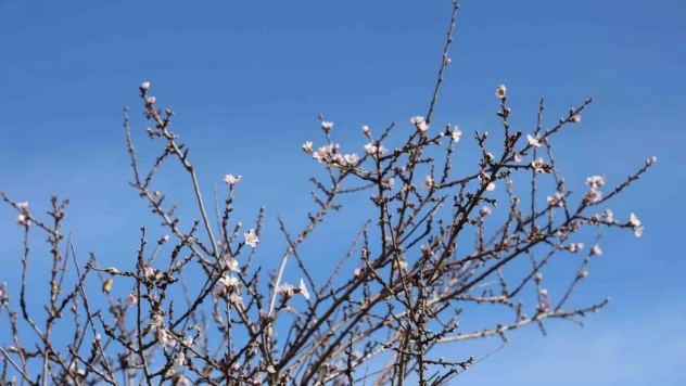 Mevsimi şaşıran ağaçlar çiçek açtı