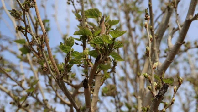 Meyve ağaçları kış ortasında çiçek açıp meyve verdi