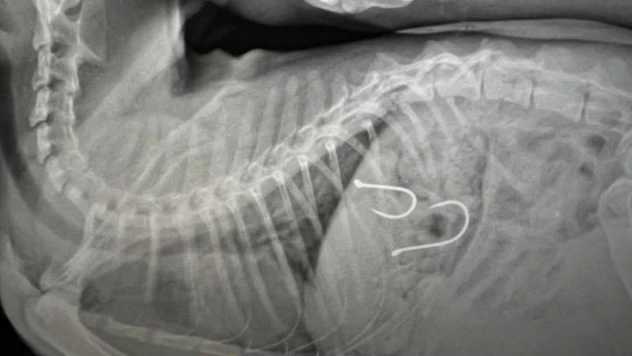 Midesine olta iğneleri saplanan kedi hayata tutundu