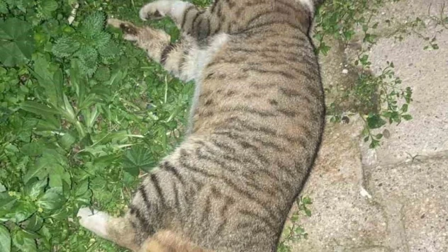 Milas'ta 1 köpek ve 2 kedinin zehirlendiği iddiası