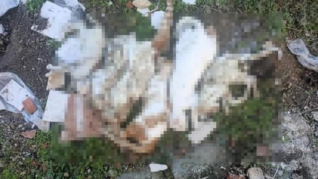 Milas'ta çöpte kedi ölüleri bulundu