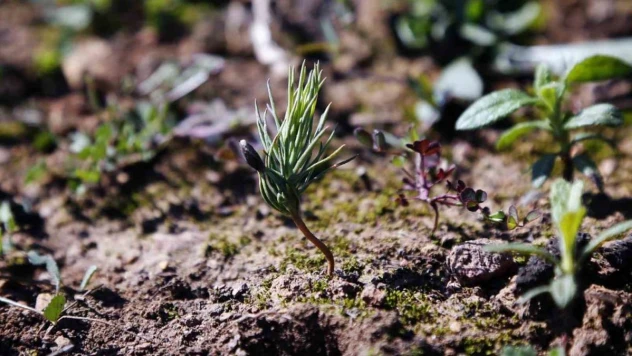 Milas'ta yanan ormanlar küllerinden yeşeriyor