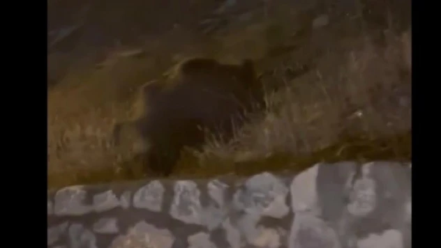 Muş'ta yaban domuzları şehir merkezine indi