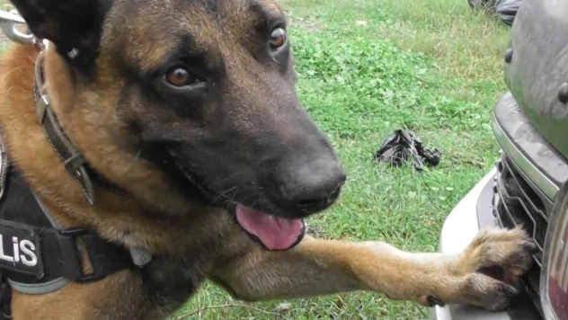Narkotik köpeği 'Poyraz' ayın birincisi seçildi