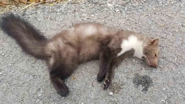 Nesli tükenmek üzere olan alaca sansar telef oldu