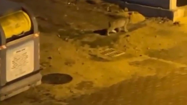 Nesli tükenmekte olan vaşak Bolu sokaklarında görüntülendi