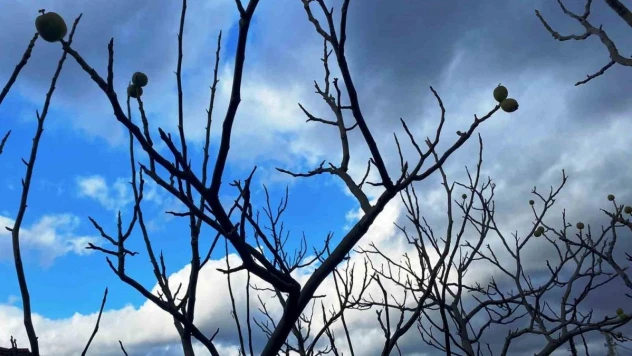 Ocak ayında ceviz hasadı