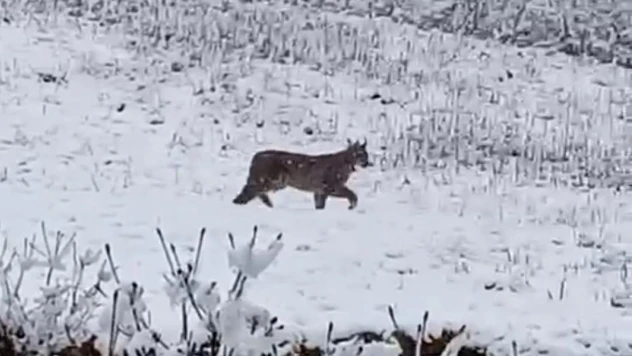 Of'ta kar yağışı sonrası vaşak görüntülendi