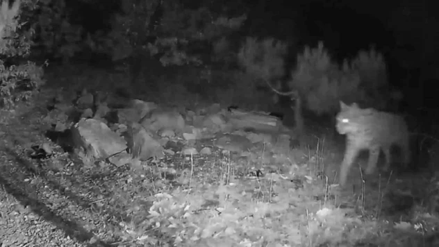 Ormanın hayaleti fotokapana yansıdı