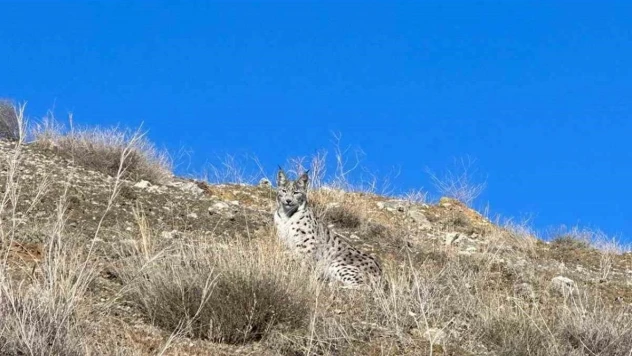 Ormanın hayaleti Sivas'ta görüntülendi