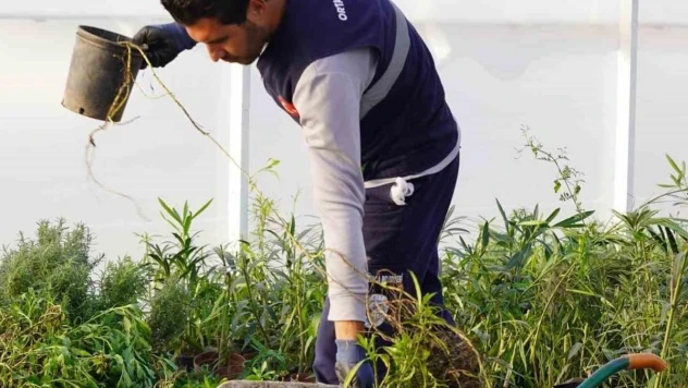Ortaca Belediyesi kendi çiçeğini üretecek