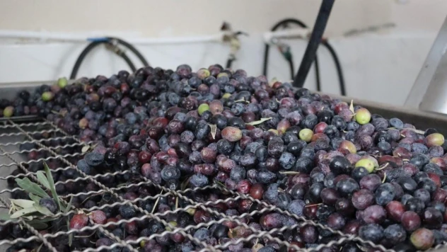 Osmancık zeytininin yağ olma hikayesi başladı