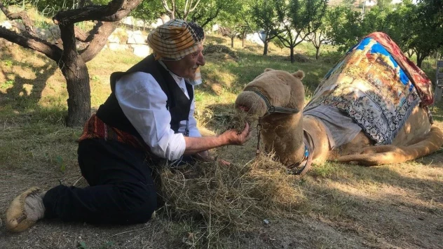 Özel günlerin aranan eğlencesi Geleneksel Deve Oyunu her yaştan insanların ilgisini çekiyor