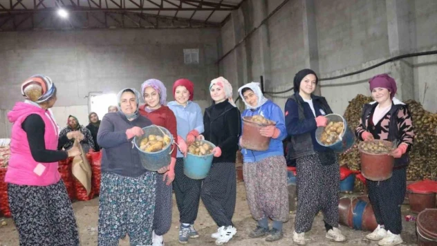 Patates işçisi kadınlar 8 Mart'ı işlerinin başında geçirdi