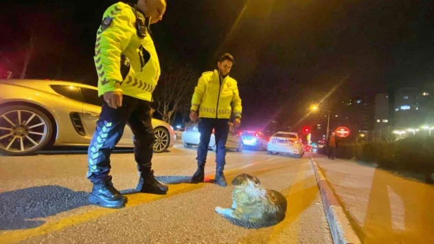Polisin içleri ısıtan sokak köpeği nöbeti