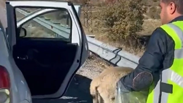 Polisten yaralı köpeğe yardım eli