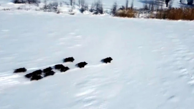 Popülasyonu artan domuz sürüsü havadan görüntülendi