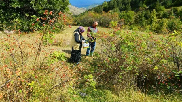 Posof'ta kış hazırlıkları