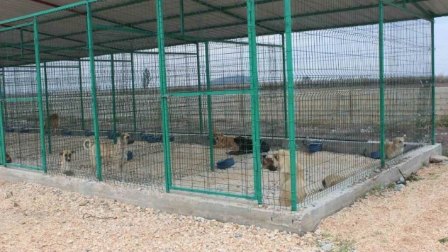 Reyhanlı'da sokak hayvanları barınakta sağlığına kavuşuyor