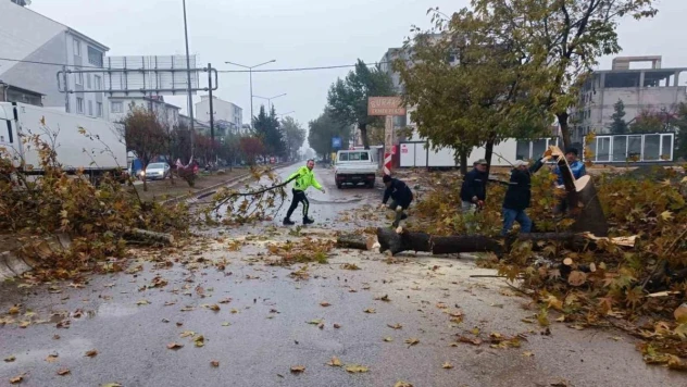 Rüzgar nedeniyle devrilmek üzere olan ağaç korkuttu