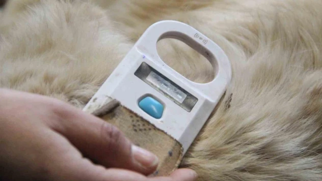 Sahiplendikleri hayvanları sokağa bırakanlara çipli takip